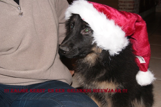 Fotos/2010vervolgTaylor/Checko/kersthond_(1)_-_kopie[1].JPG